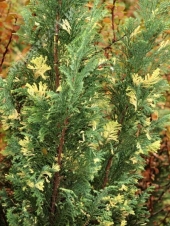 Chamaecyparis lawsoniana 'Fletcher’s White' 